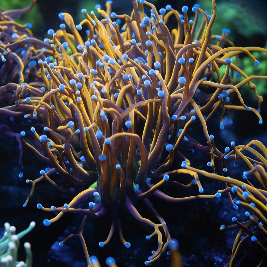SBM Euphyllia Super NY Knicks Torch (4 Pól.)