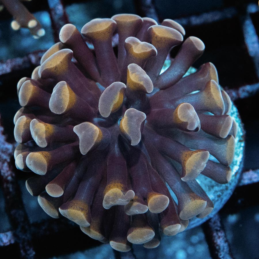 SBM Euphyllia Parancora Strawberry (1 Pól.)