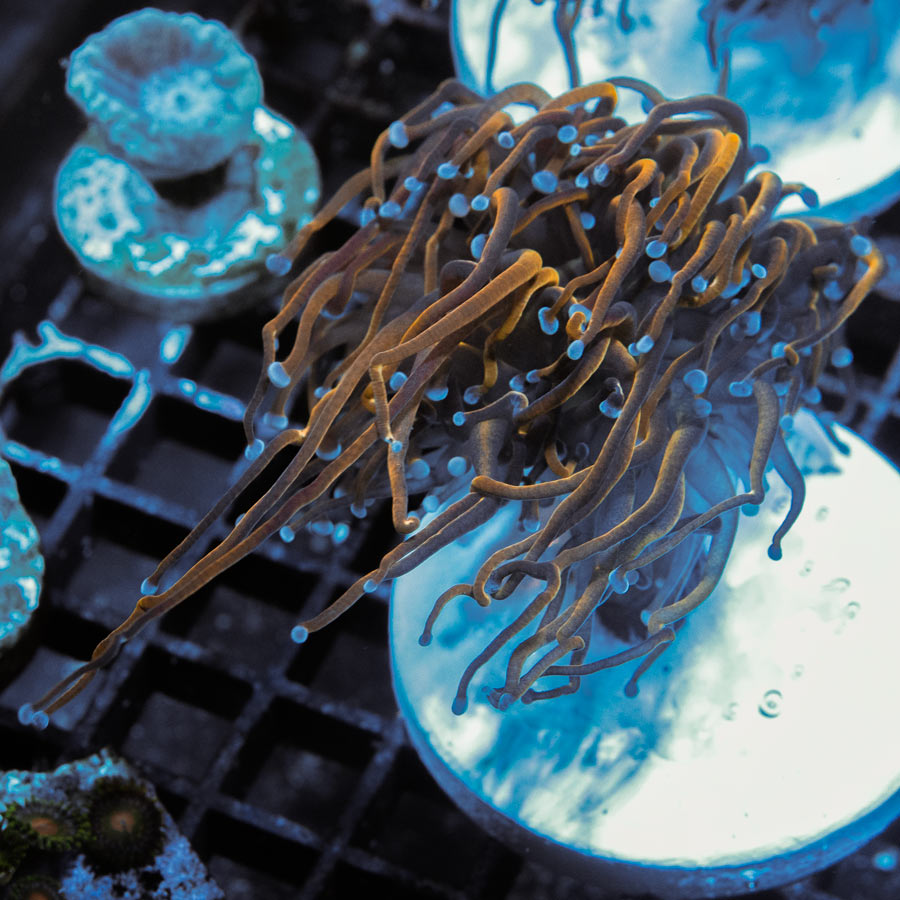 SBM Euphyllia Torch Dragon Soul (2 Pól.)