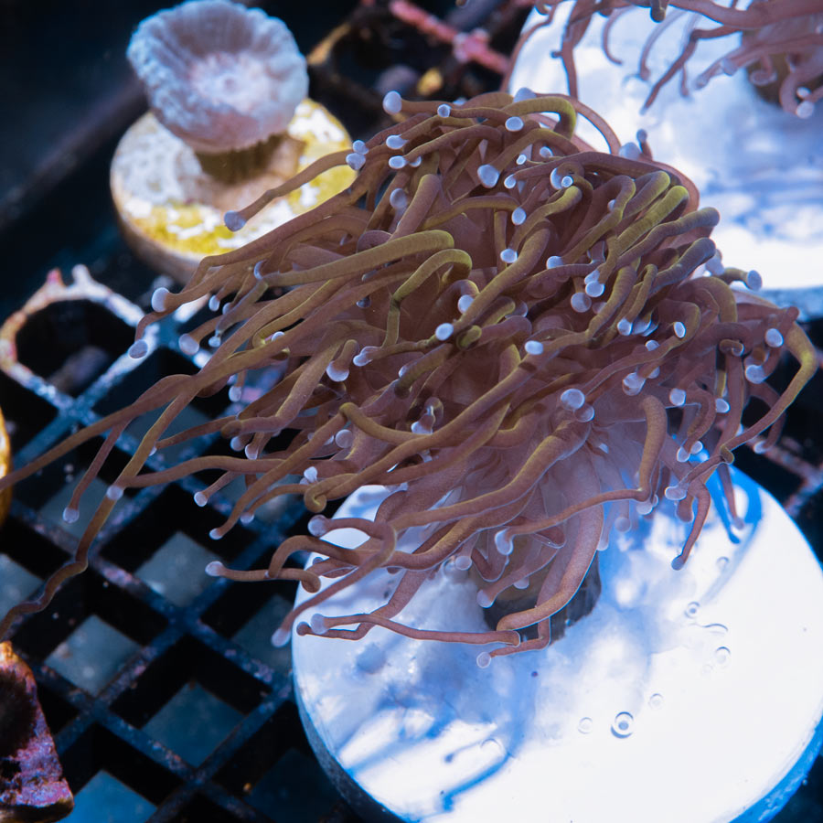 SBM Euphyllia Torch Dragon Soul (2 Pól.)