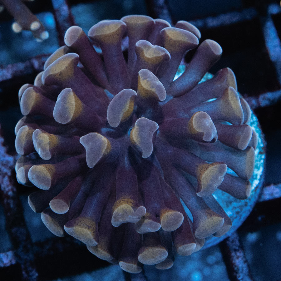 SBM Euphyllia Parancora Strawberry (1 Pól.)