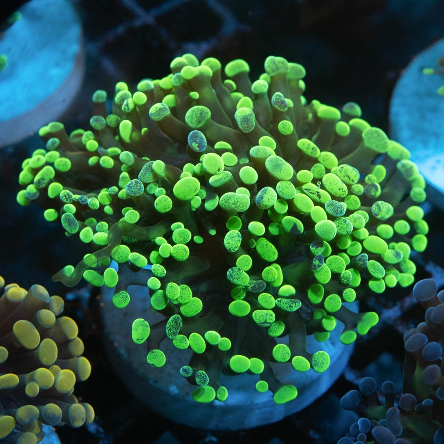 SBM Euphyllia Parancora Toxic Green(3 Pól.)