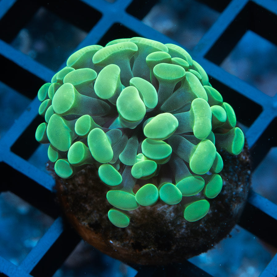 SBM Euphyllia Golden Mini(1 Pól.)