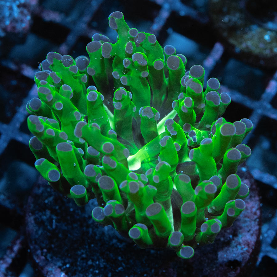 SBM Euphyllia Divisa Purple Tips (1 Pól.)