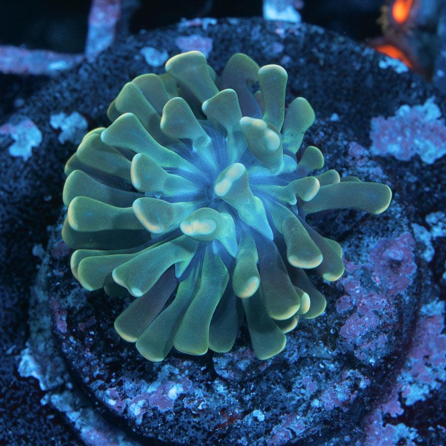 SBM Euphyllia Midas Baby