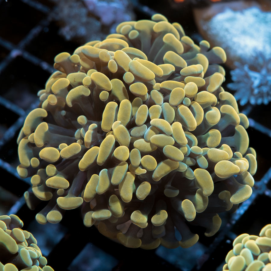 SBM Euphyllia Parancora Strawberry (3 Pól.)