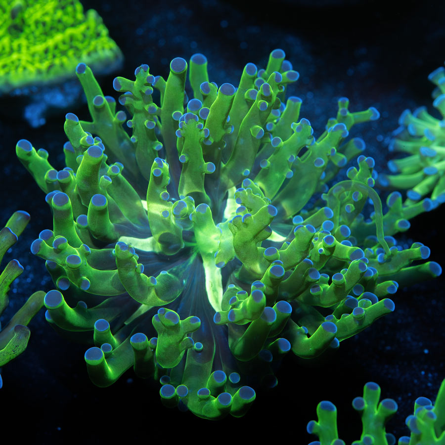 SBM Euphyllia Divisa Blue tips (1 Pól.)