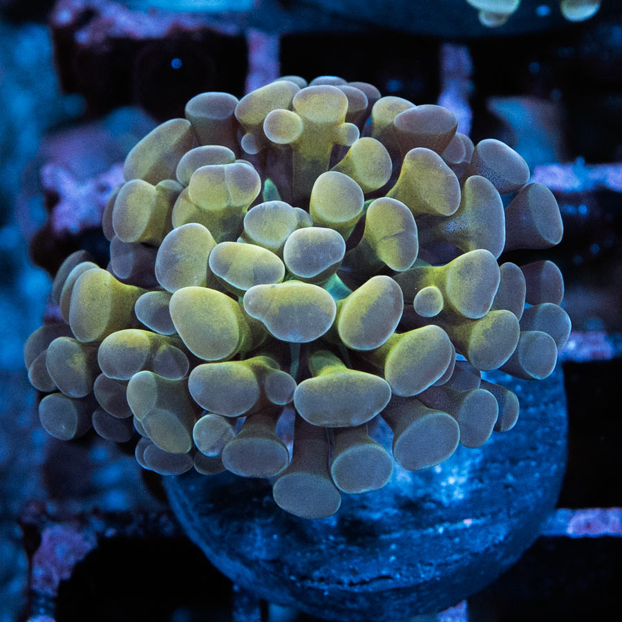 SBM Euphyllia Parancora Golden Nugget (1 Pól.)