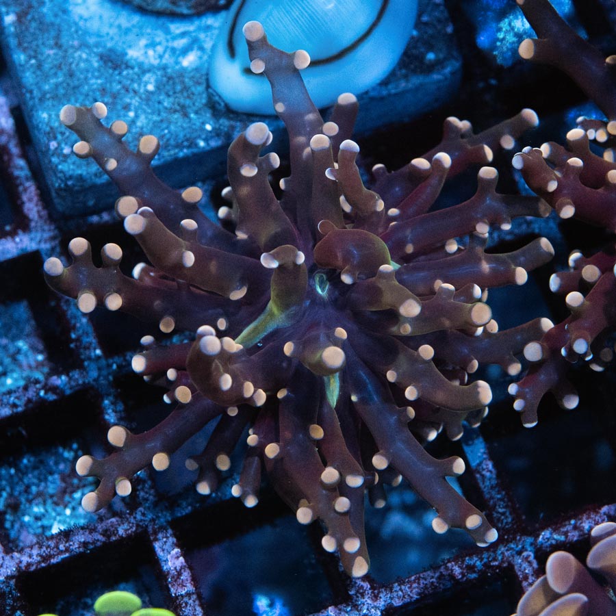 SBM Euphyllia Frogspawn Strawberry Baby (1 Pól.)