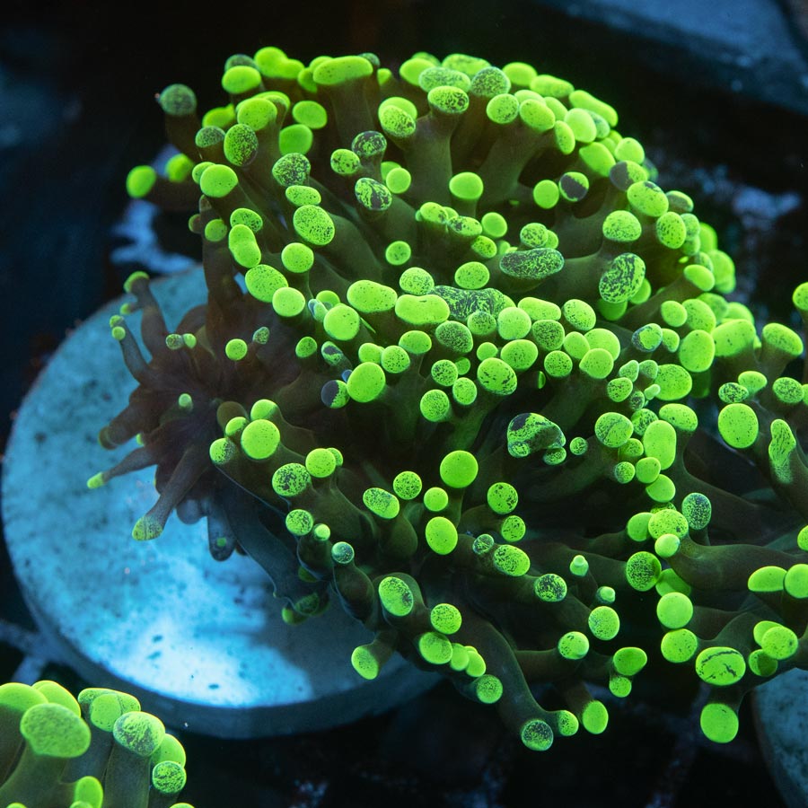 SBM Euphyllia Parancora Toxic Green(4 Pól.)