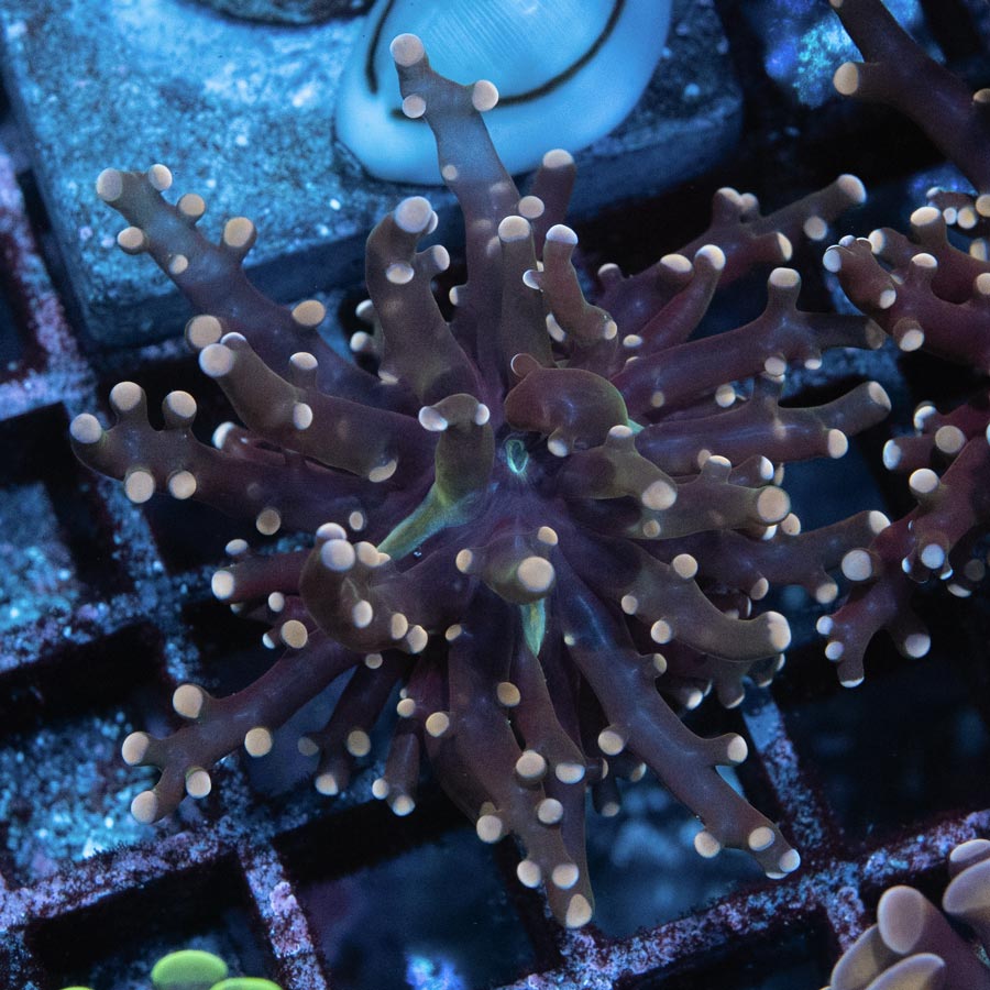 SBM Euphyllia Frogspawn Strawberry Baby (1 Pól.)
