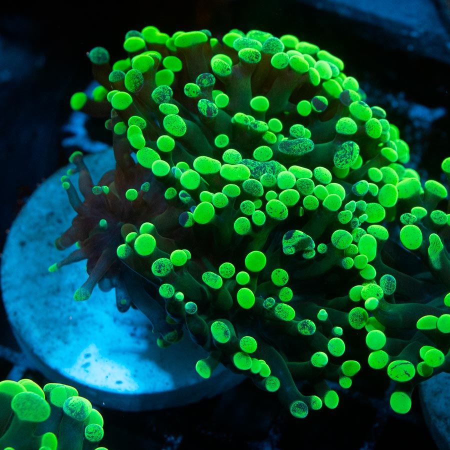 SBM Euphyllia Parancora Toxic Green(4 Pól.)