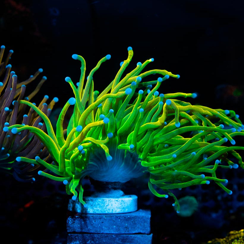 Euphyllia Torch Holygrail (1 Pól.)