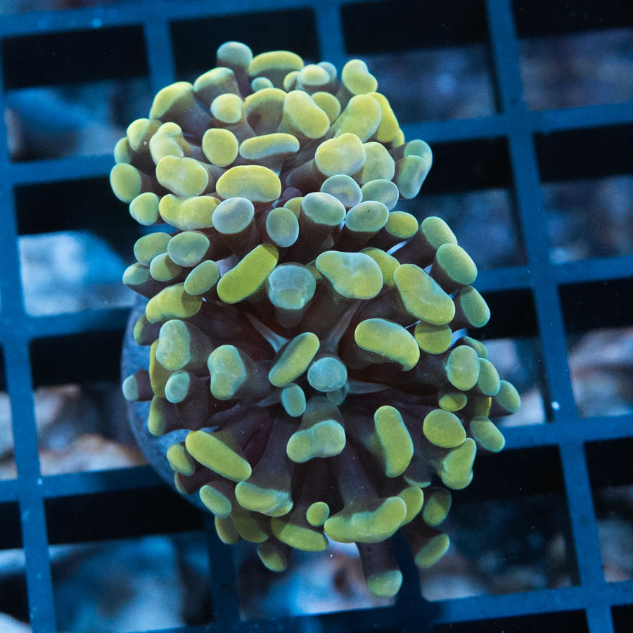 SBM Euphyllia Strawberry (2 Pól.)