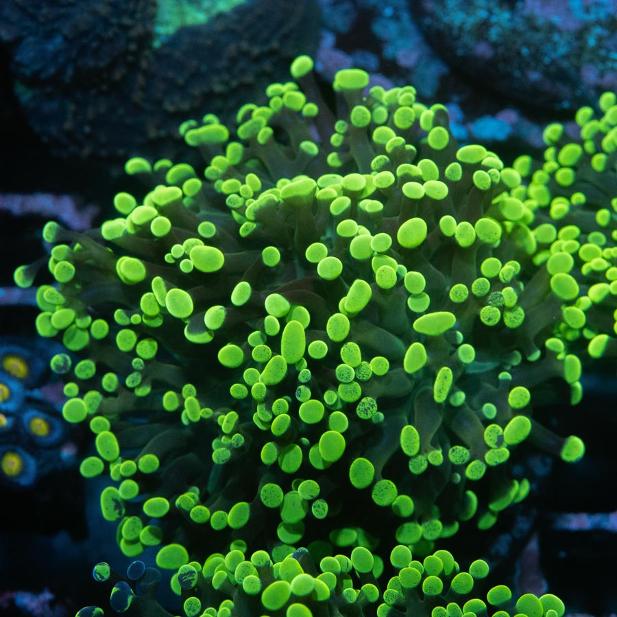 SBM Euphyllia Parancora Toxic Green 6 cm