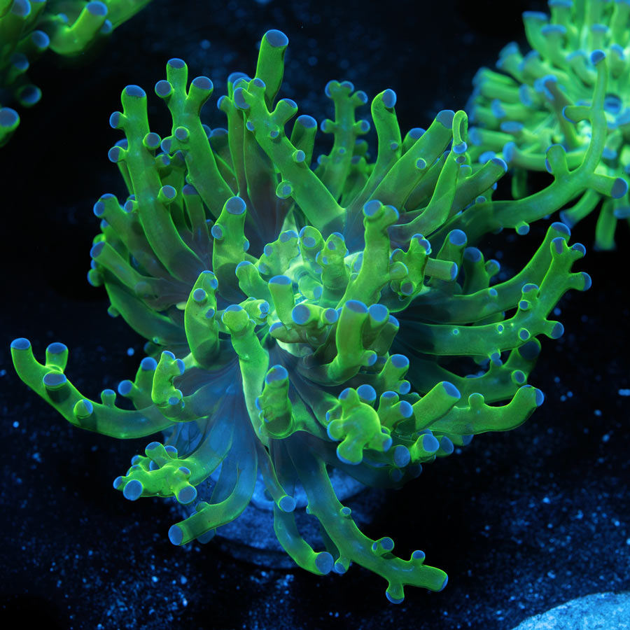 SBM Euphyllia Divisa Blue tips(1 Pól.)
