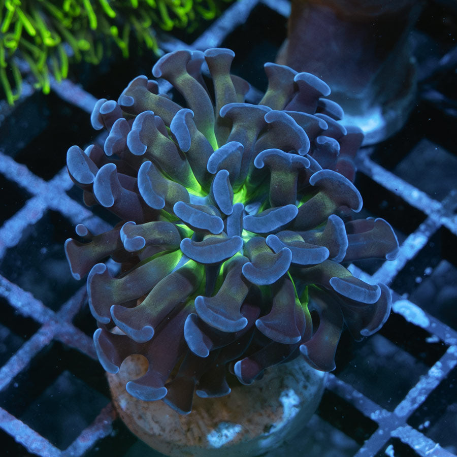 SBM Euphyllia Voodoo (1 Pól. en división)