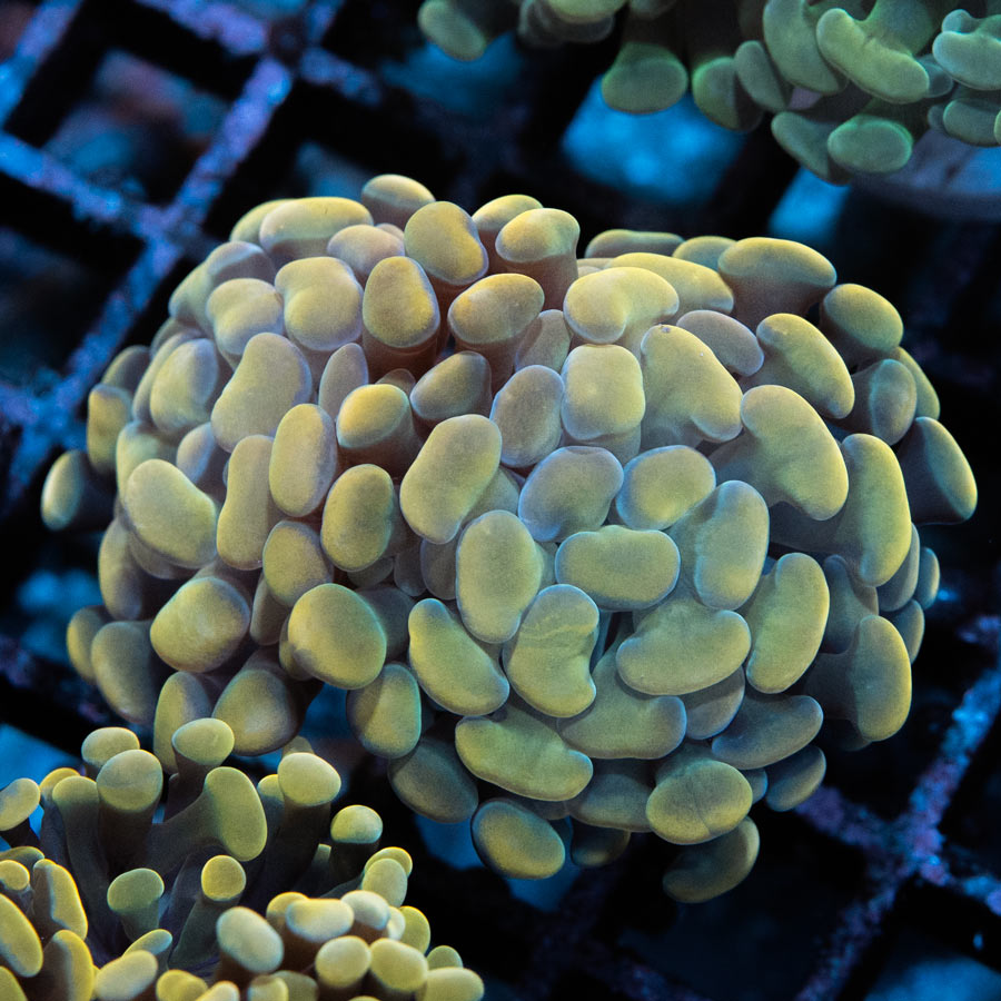 SBM Euphyllia Parancora Golden Nugget (2 Pól.)