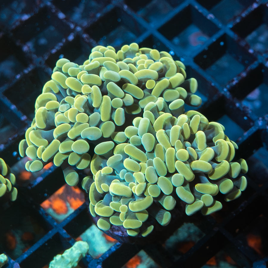 SBM Euphyllia Parancora Strawberry (4 Pól.)