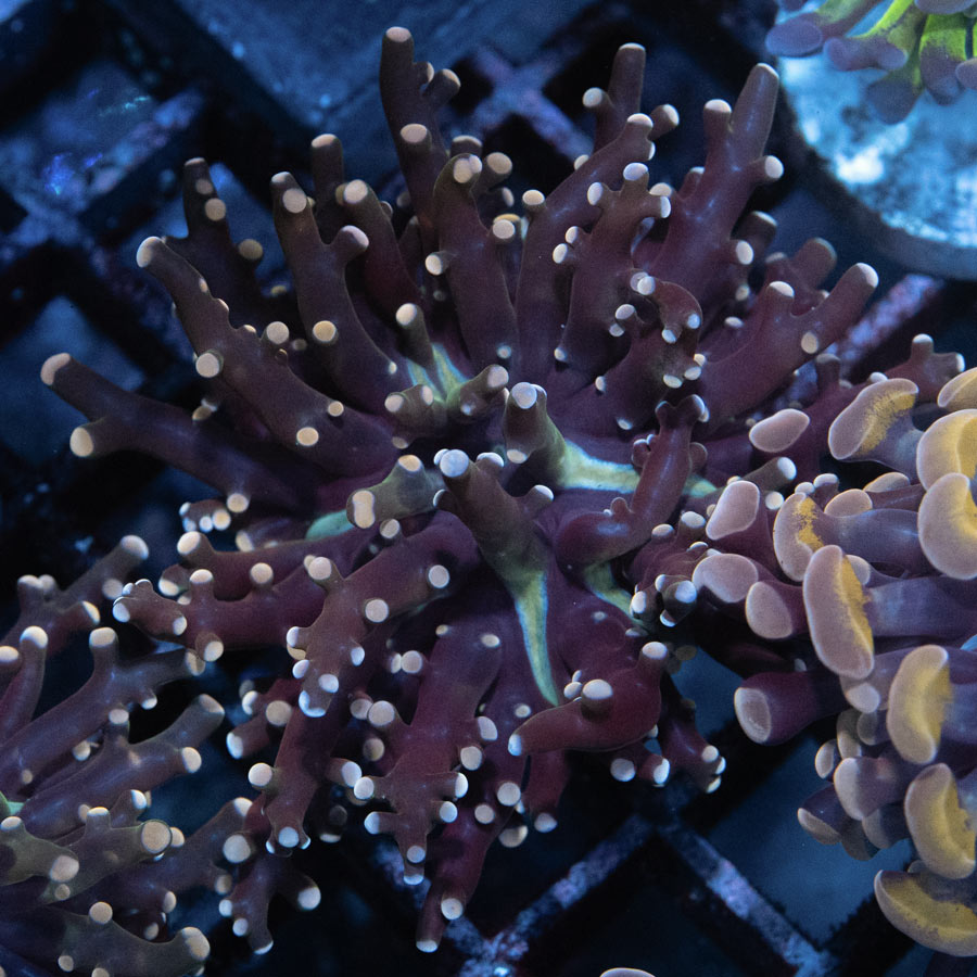 SBM Euphyllia Frogspawn Strawberri Baby (1 Pól.)
