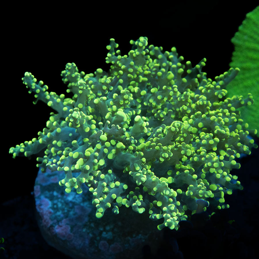 SBM Euphyllia Frogspawn Yellow (zona poco movimiento)