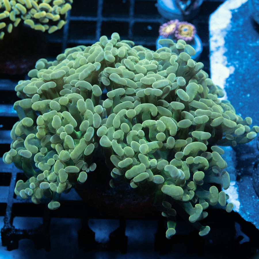SBM Euphyllia Parancora Nugget (5 Pól.)