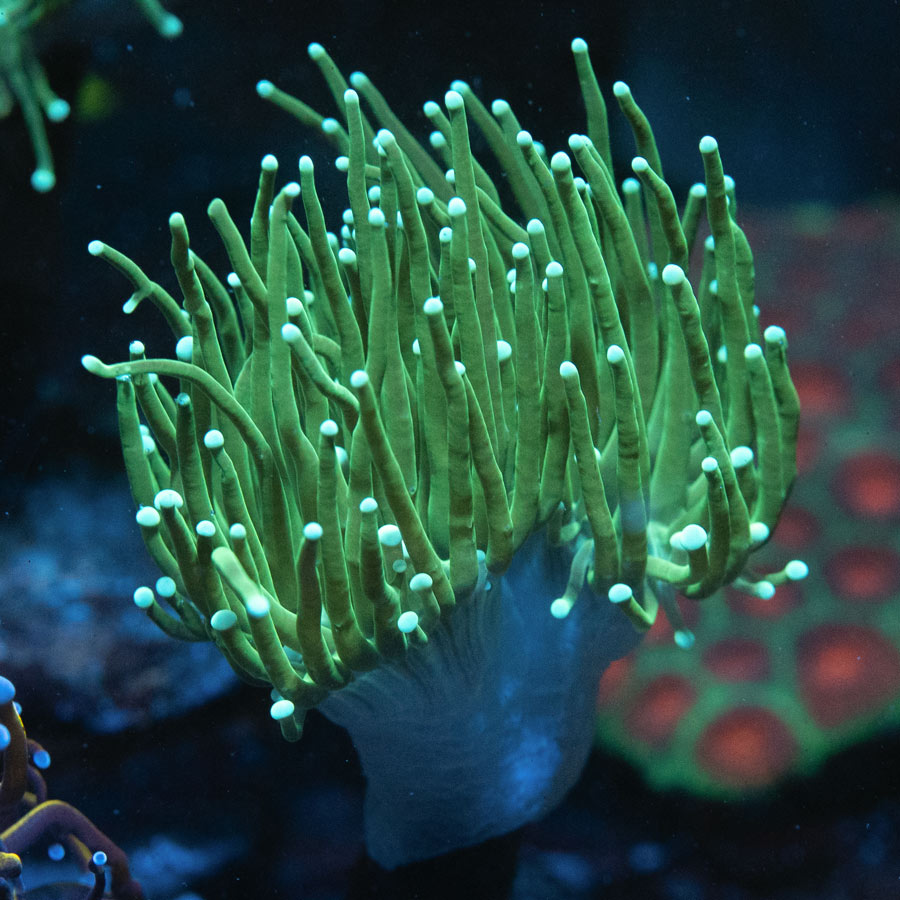 SBM Euphyllia Torch Green Ghost (2 Pól.)