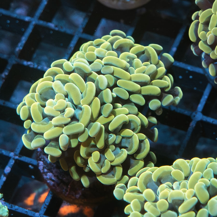 SBM Euphyllia Parancora Strawberry(3 Pól. en división)