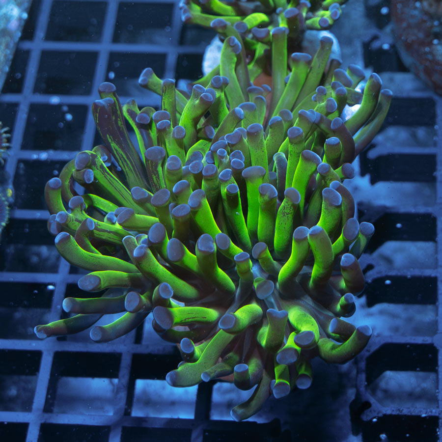 SBM Euphyllia Paradivisa Fluor (3 Pól.)