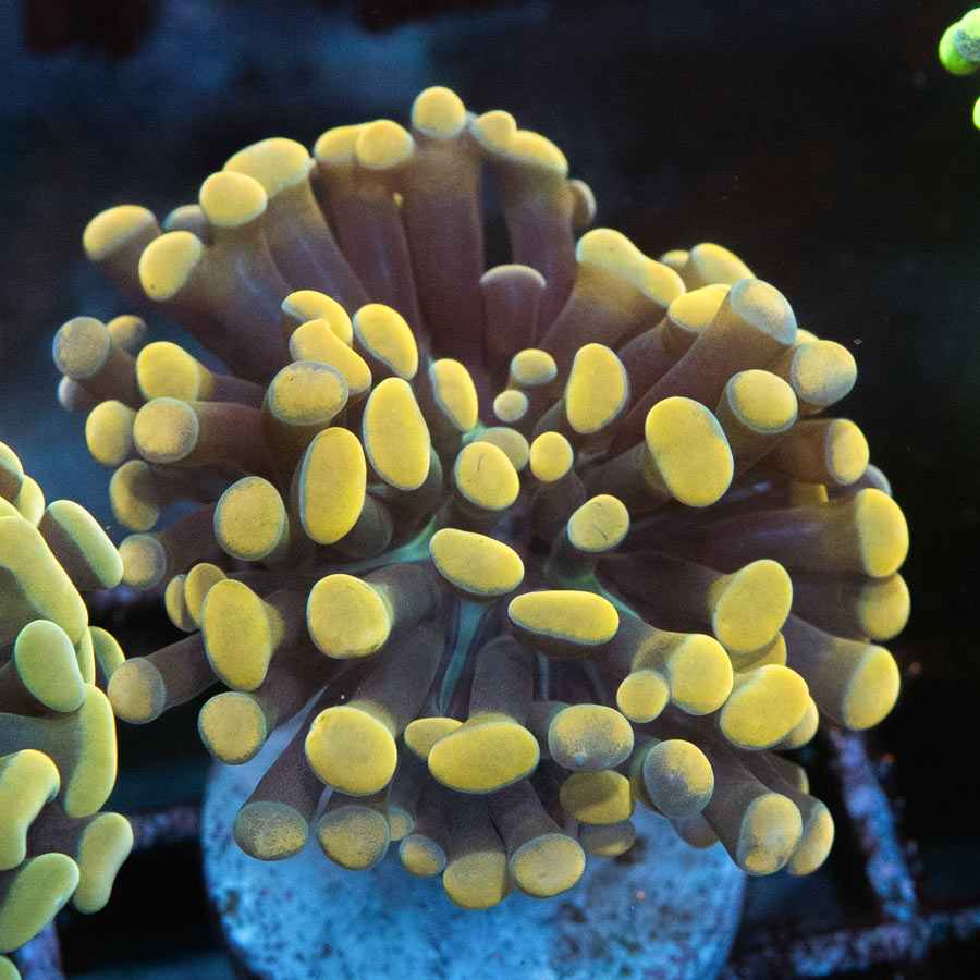 SBM Euphyllia Parancora Strawberry Premium (1 Pól.)