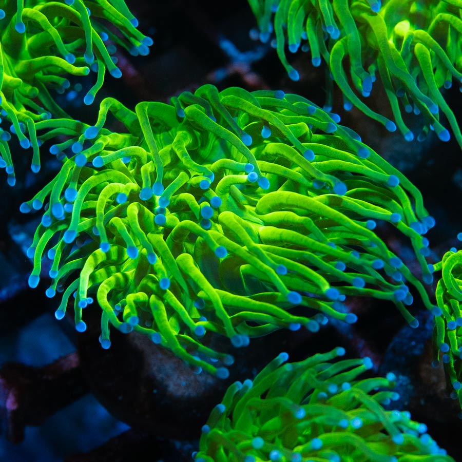 SBM Euphyllia Torch Purple Tips