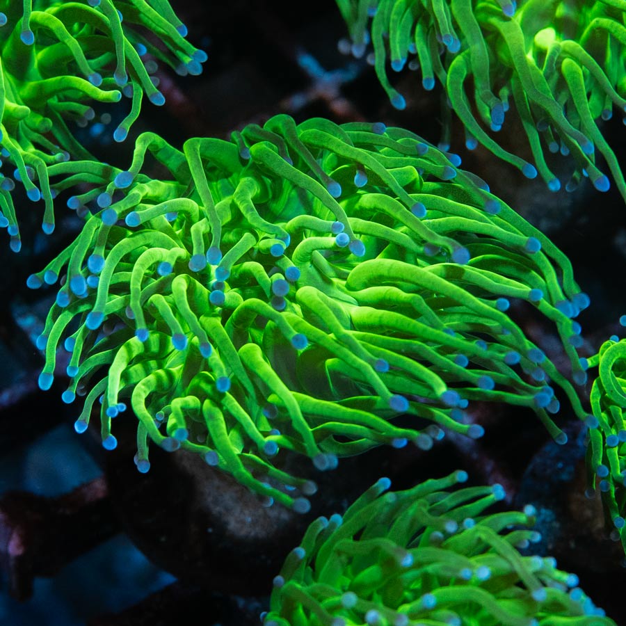 SBM Euphyllia Torch Purple Tips