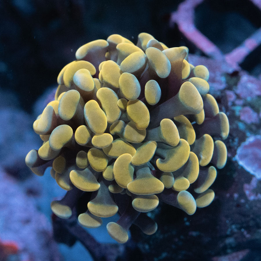SBM Euphyllia Orange Strawberry (1 Pól.)