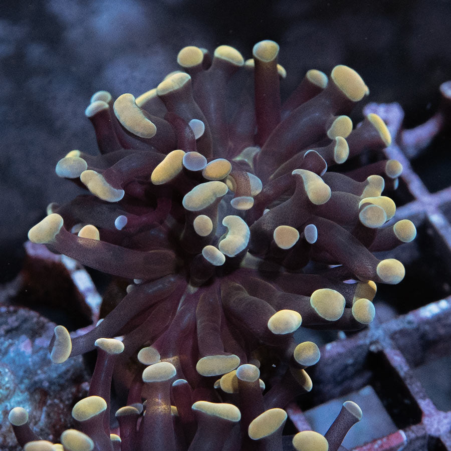 SBM Euphyllia Parancora Strawberry(1 Pól.)