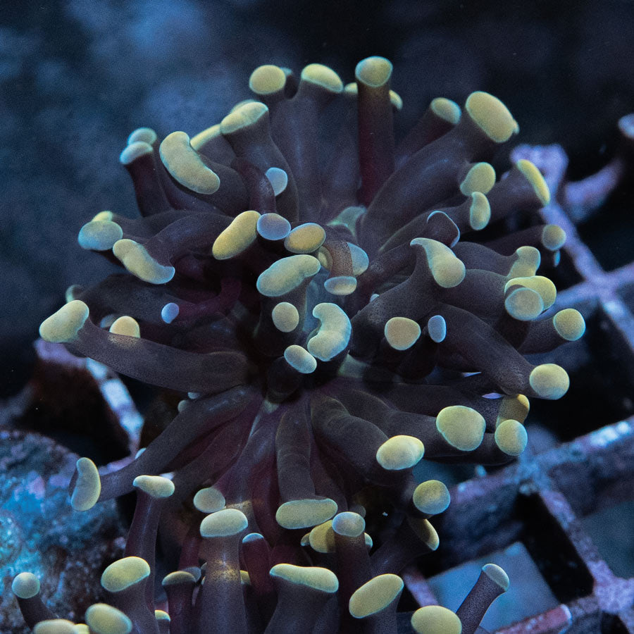 SBM Euphyllia Parancora Strawberry(1 Pól.)