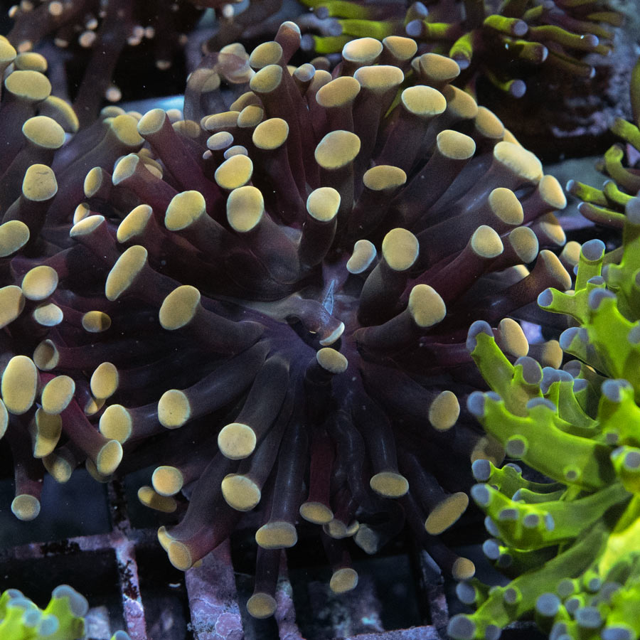 SBM Euphyllia Parancora Strawberry(1 Pól. en división)