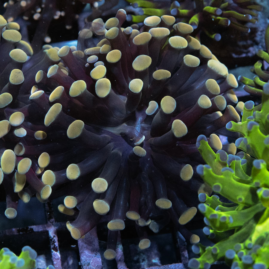 SBM Euphyllia Parancora Strawberry(1 Pól. en división)