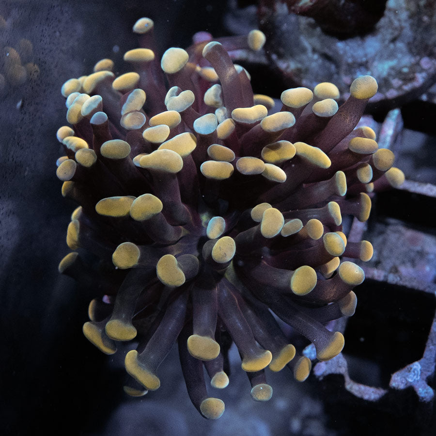 SBM Euphyllia Parancora Strawberry(2 Pól.)