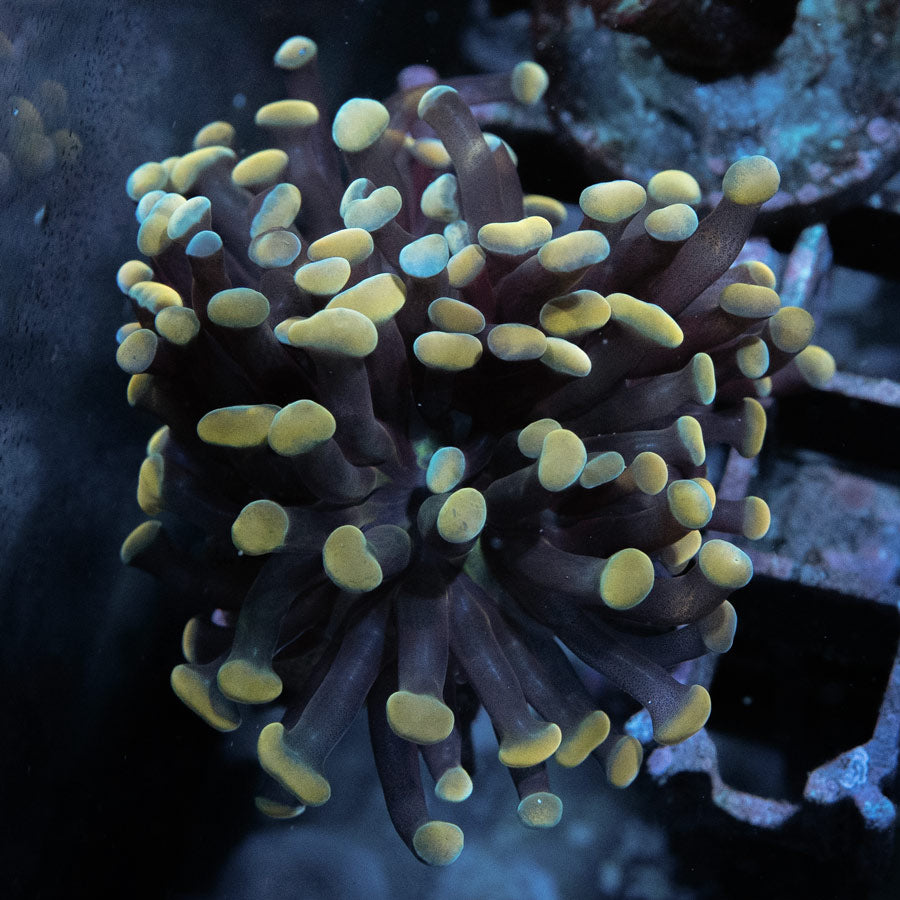 SBM Euphyllia Parancora Strawberry(2 Pól.)