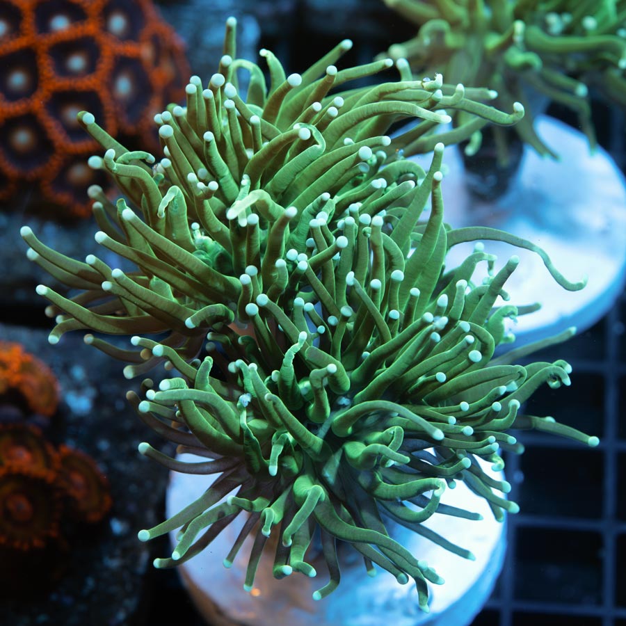 SBM Euphyllia Torch Green Ghost (4 Pól. en división)