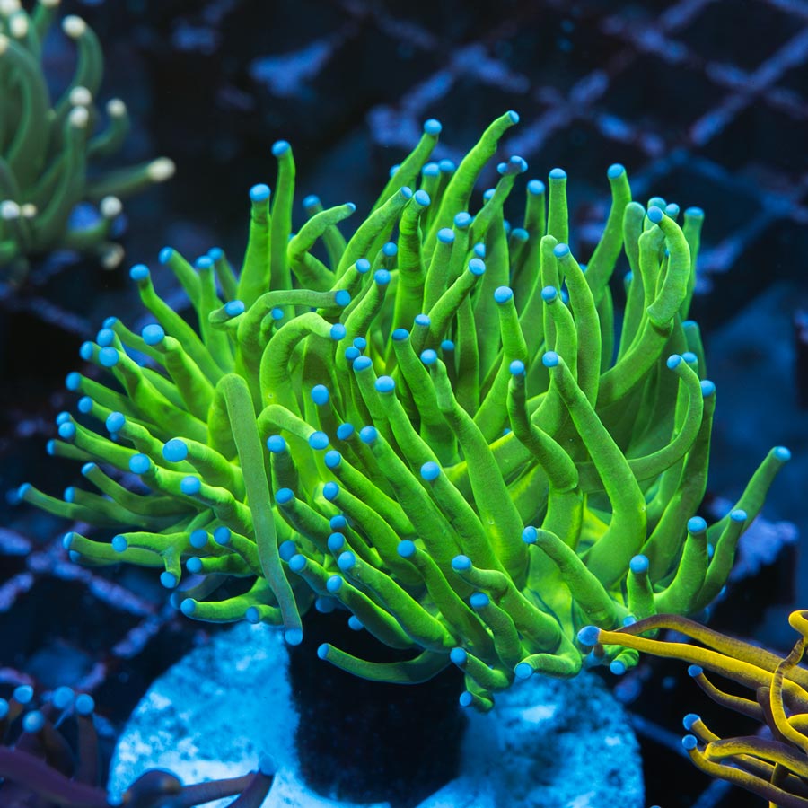 SBM Euphyllia Torch Ultra (1 Pól. en división)