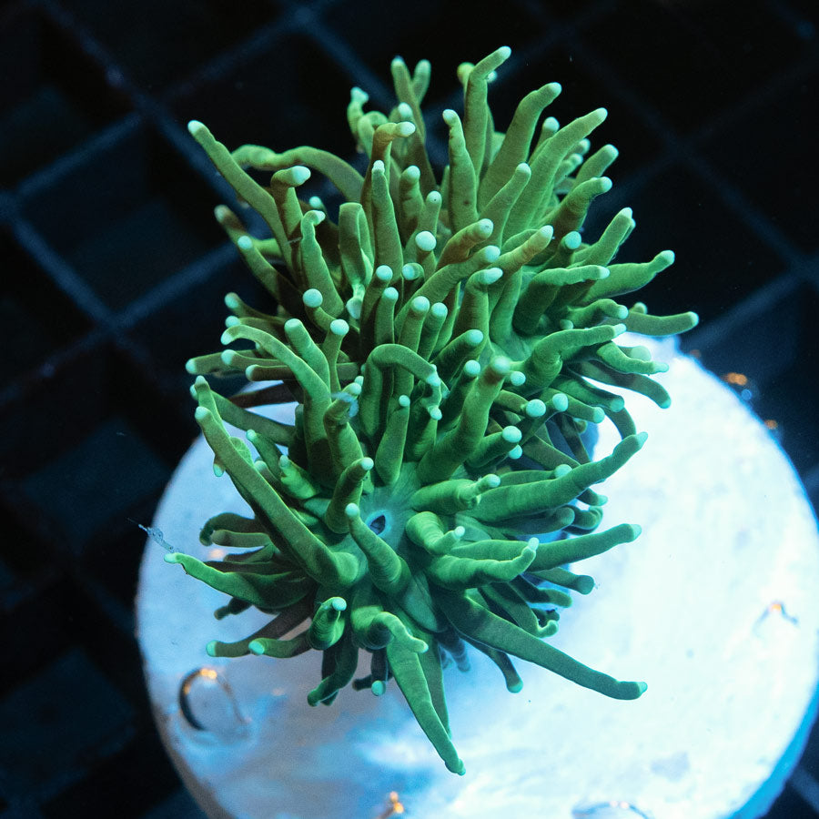 SBM Euphyllia Torch Green Ghost (2 Pól.)