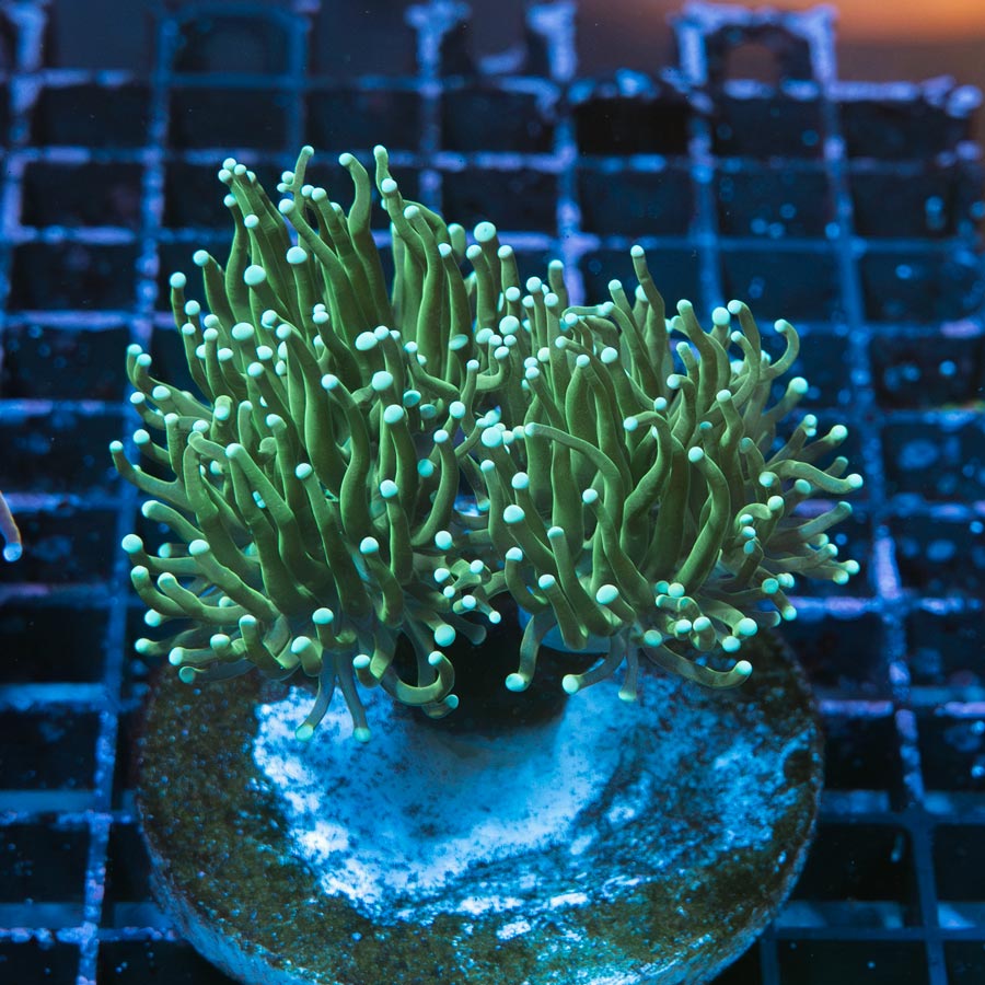 SBM Euphyllia Torch Green Ghost (3 Pól. en división)