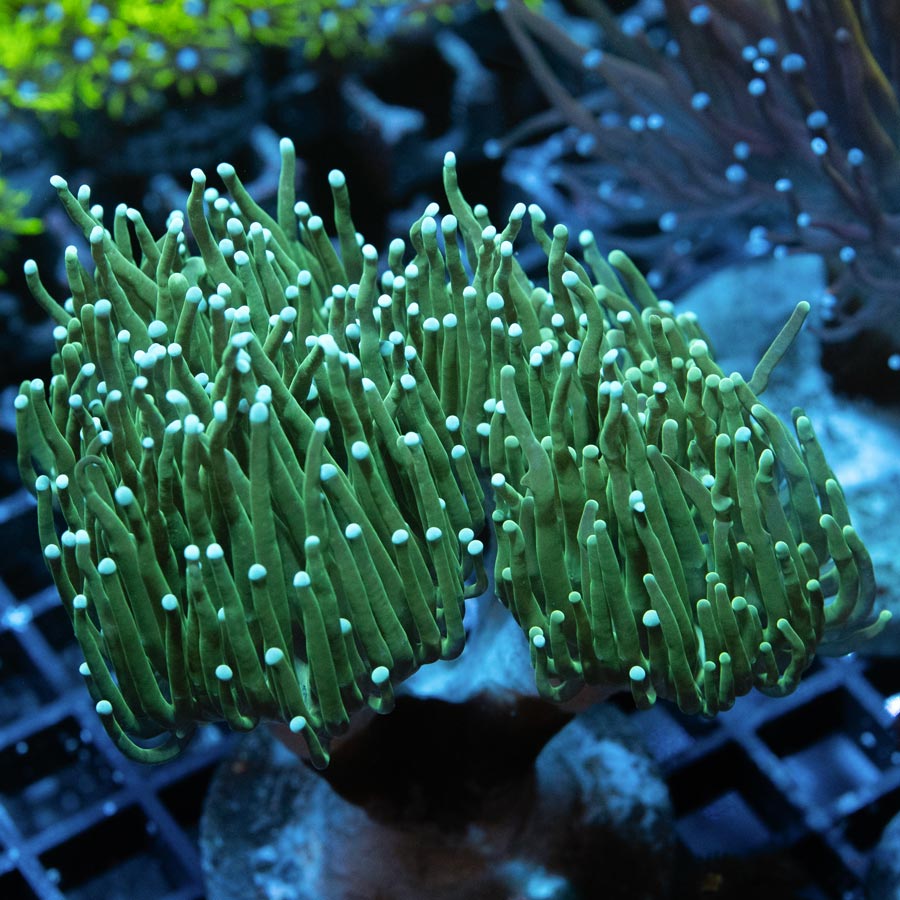 SBM Euphyllia Torch Ghost (3 Pól.)