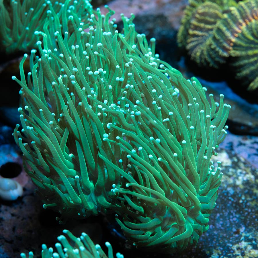 SBM Euphyllia Torch Ghost XXL (4 Pól. dividiendose)