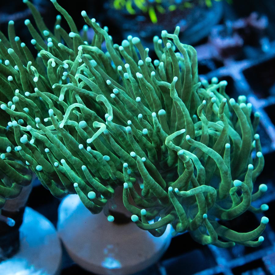 SBM Euphyllia Torch Ghost (3 Pól.)