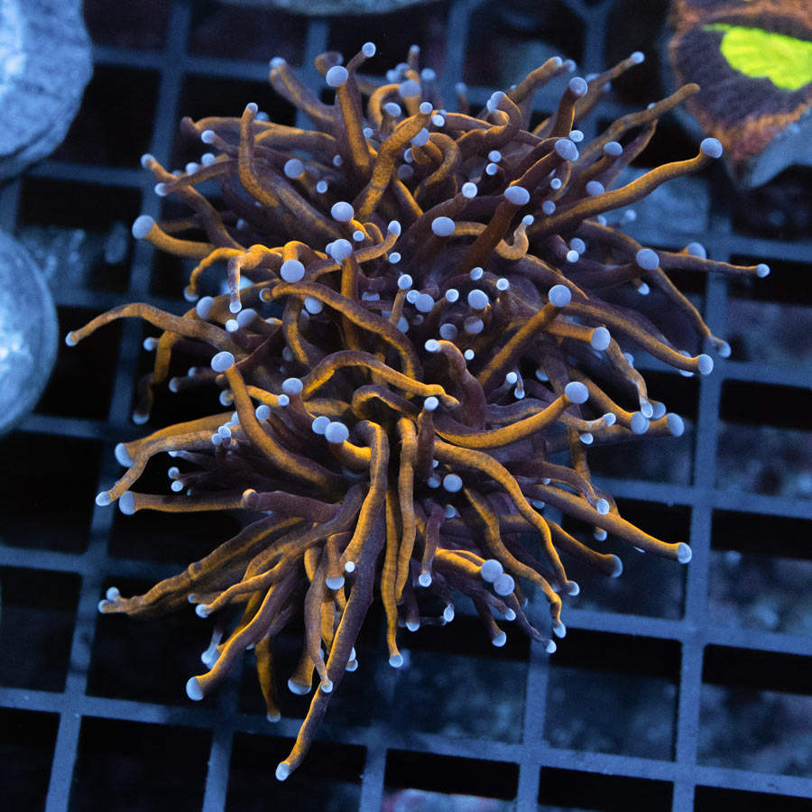 SBM Euphyllia Torch Golden (3 Pól.)