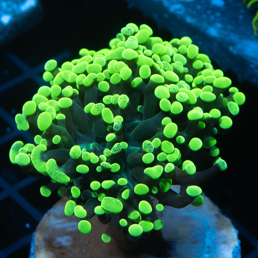 SBM Euphyllia Toxic Green (3 Pól.)
