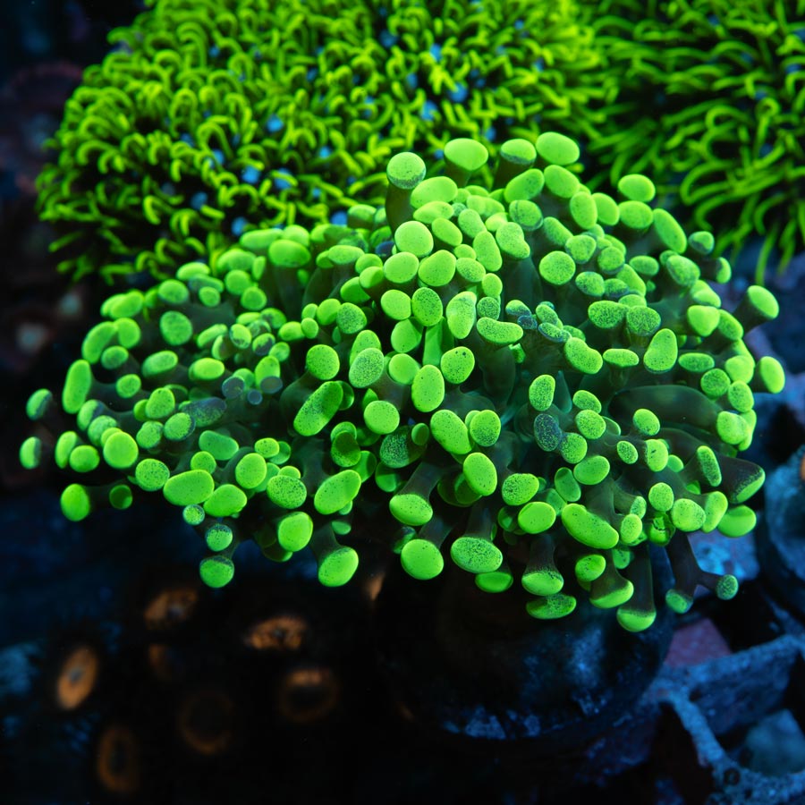 SBM Euphyllia Toxic Green (2 Pól.)