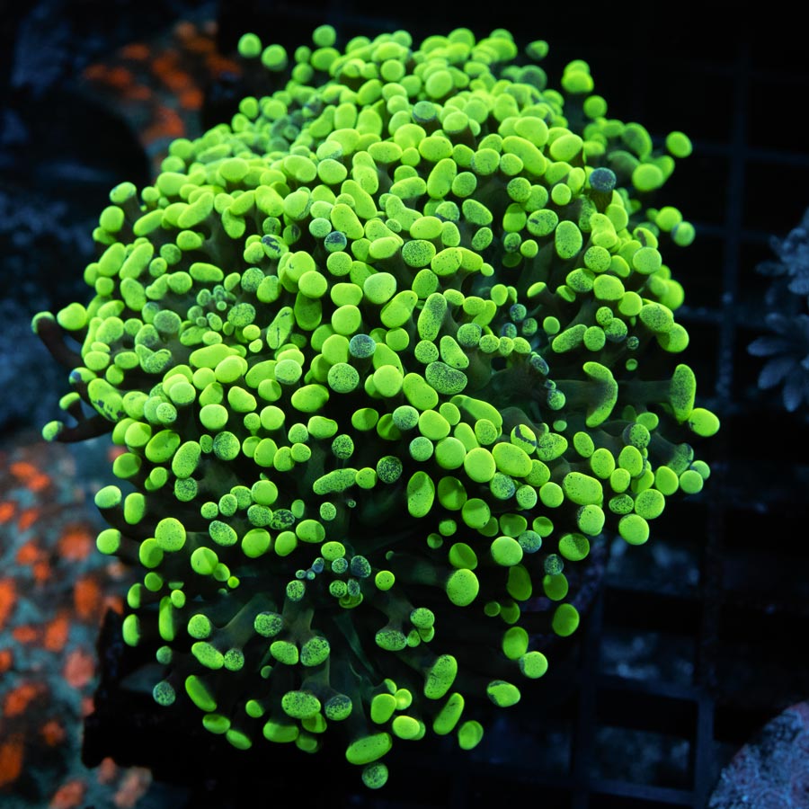 SBM Euphyllia Parancora Toxic Green Md 9 cm